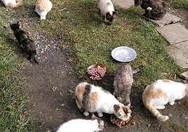 El cuidado de los animales lo realizan alimentadores y voluntarios.