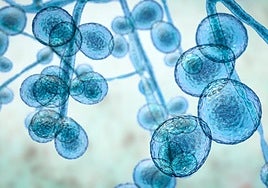 El hongo Candidozyma auris es uno de los más peligrosos, según la Organización Mundial de la Salud.
