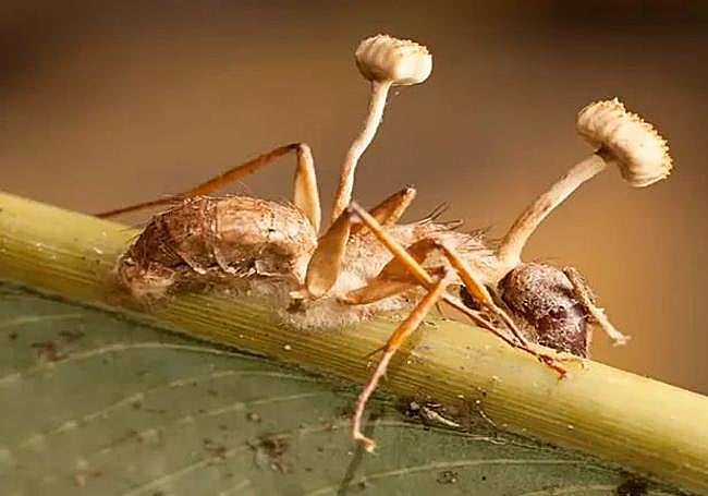 Una hormiga infectada por el Ophiocordyceps.