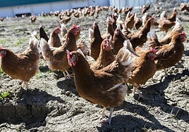 Condenado a 18 meses de cárcel por matar de un golpe a un perro que se acercó a sus gallinas