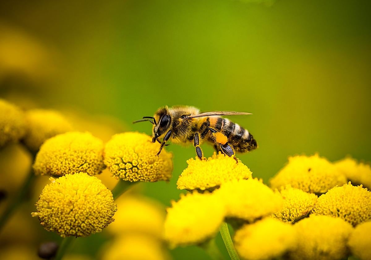 ¿Qué dos amenazas están matando a nuestras abejas?