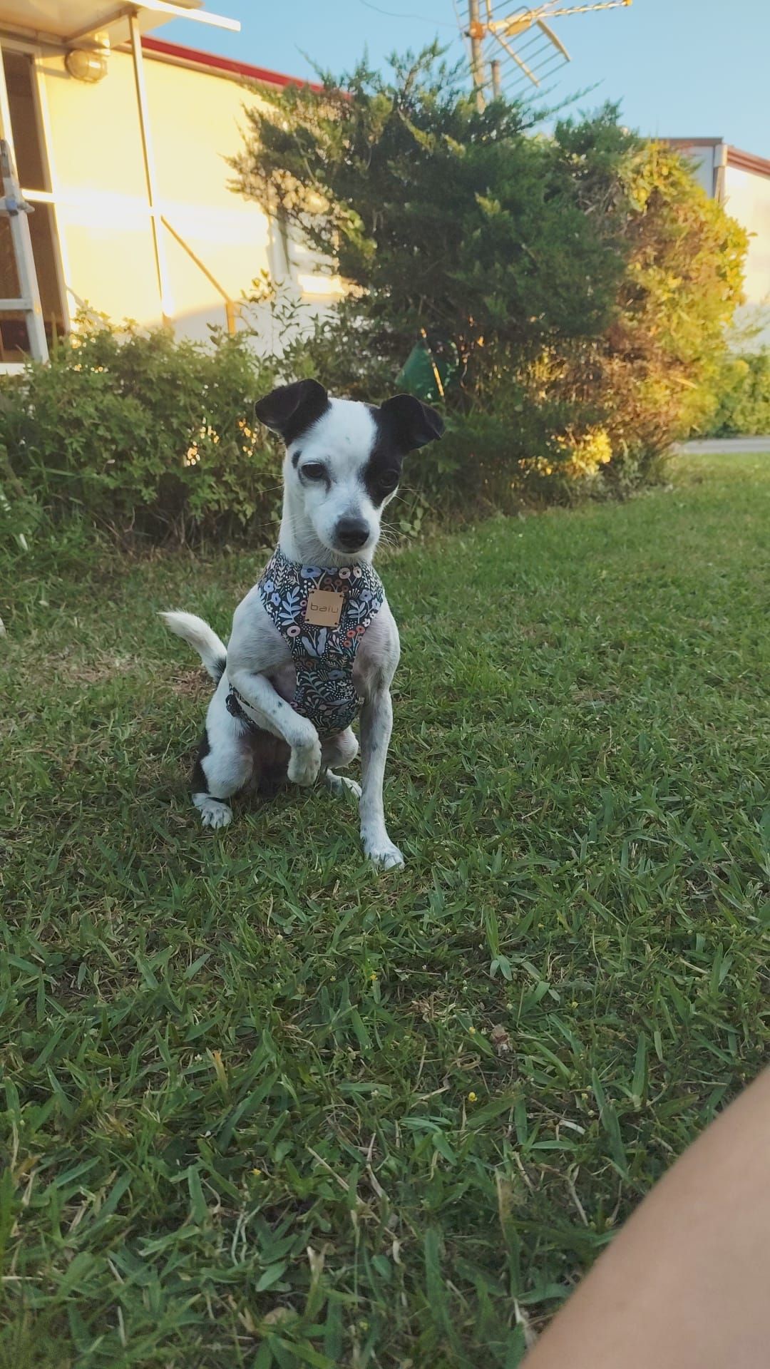 Marta, la sastre de los perros más elegantes de Bilbao: «Les tomo las medidas… ¡y hay premio!»