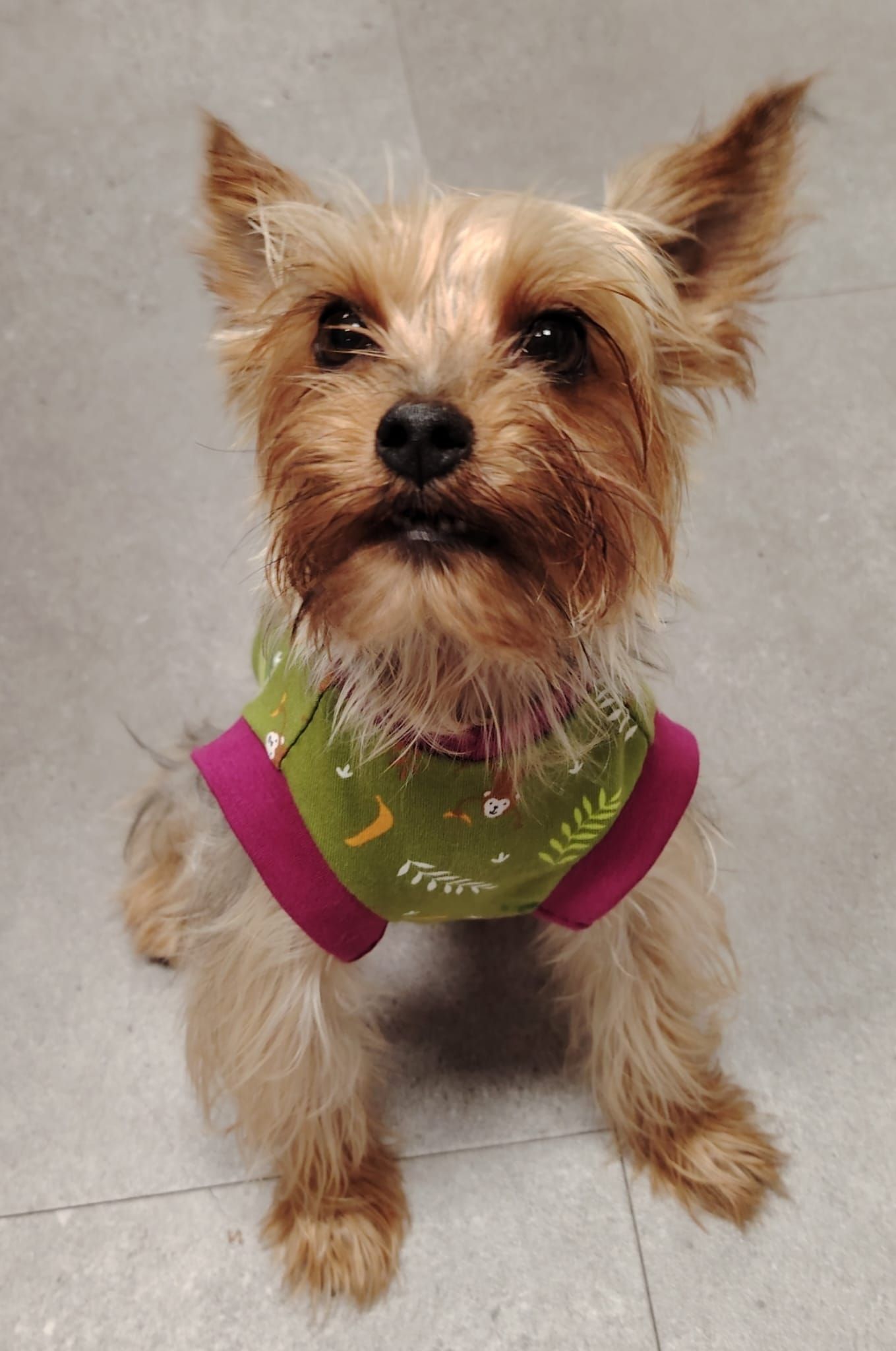 Marta, la sastre de los perros más elegantes de Bilbao: «Les tomo las medidas… ¡y hay premio!»