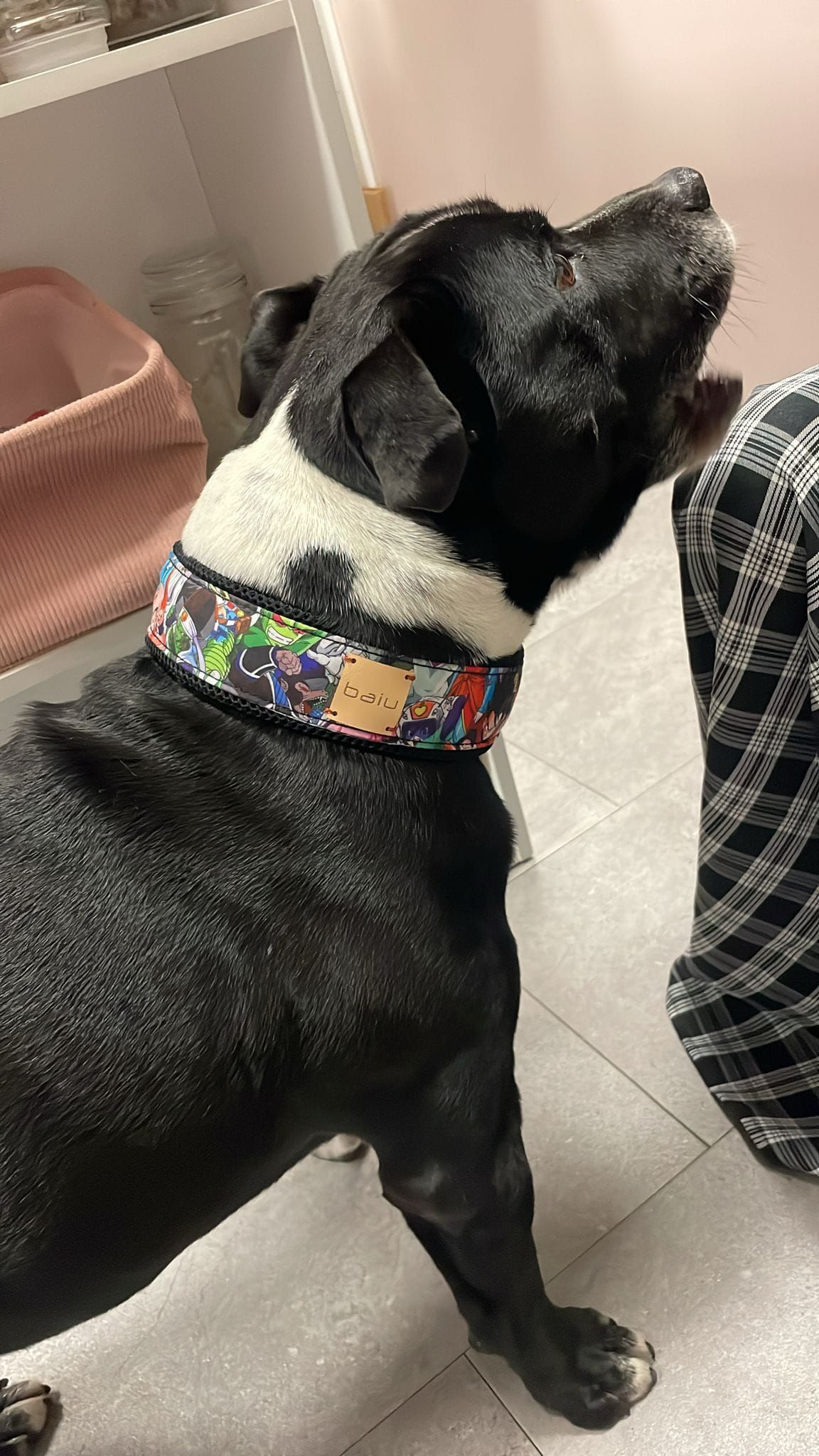 Marta, la sastre de los perros más elegantes de Bilbao: «Les tomo las medidas… ¡y hay premio!»