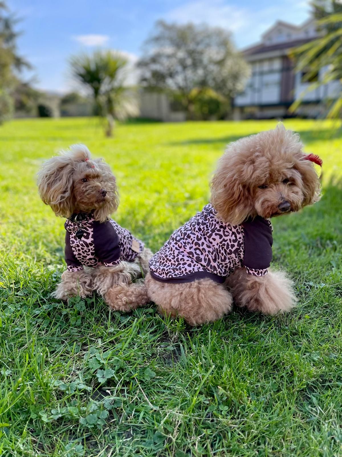 Marta, la sastre de los perros más elegantes de Bilbao: «Les tomo las medidas… ¡y hay premio!»