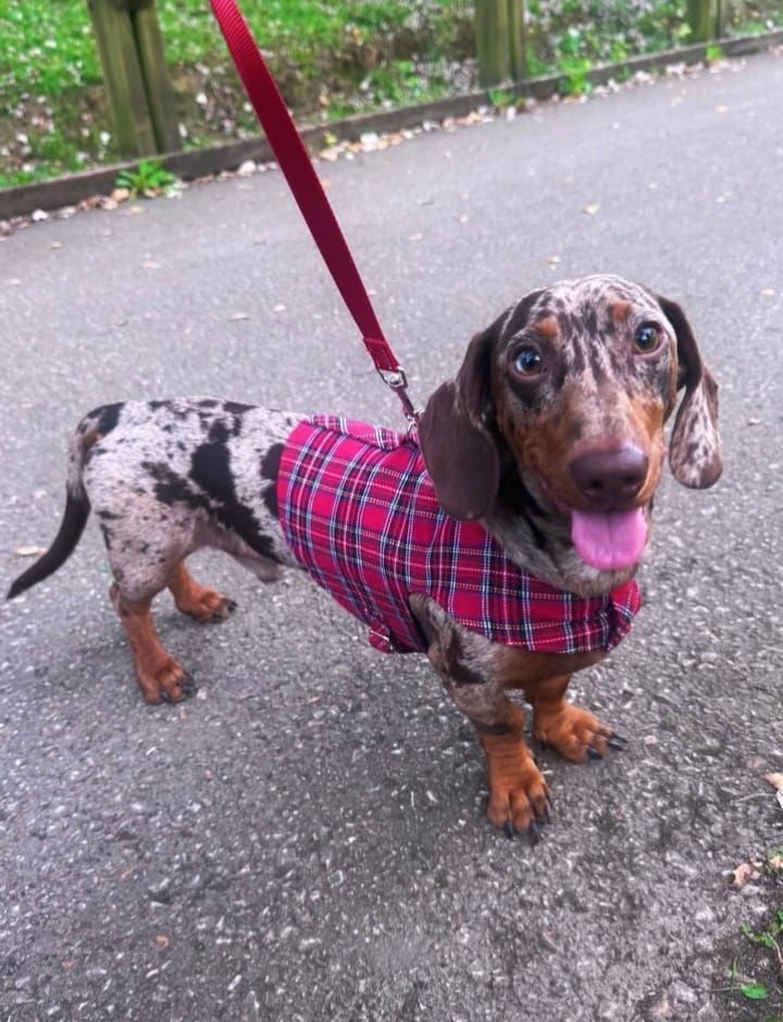 Marta, la sastre de los perros más elegantes de Bilbao: «Les tomo las medidas… ¡y hay premio!»