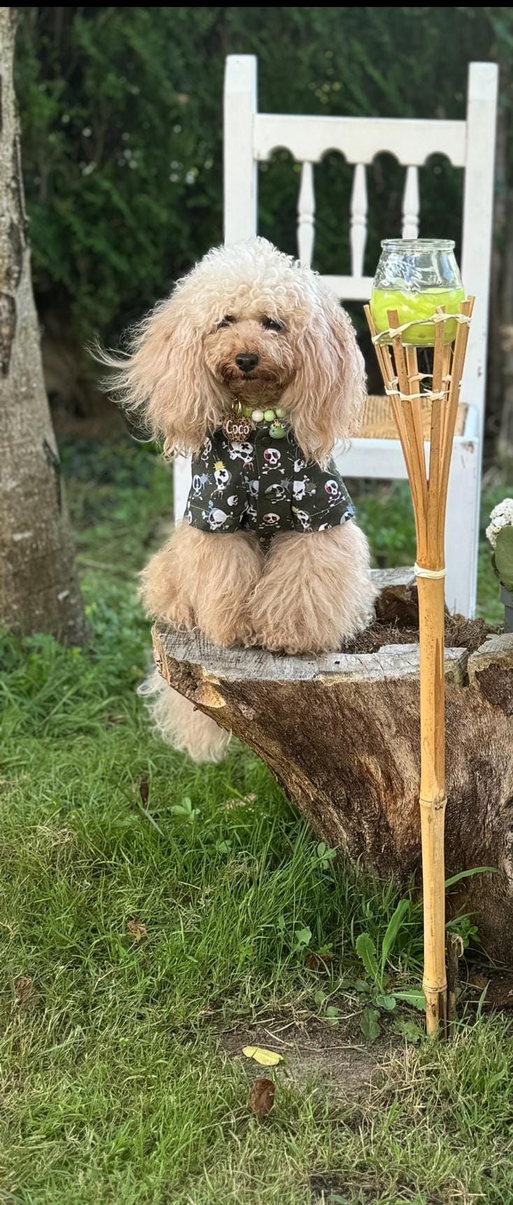 Marta, la sastre de los perros más elegantes de Bilbao: «Les tomo las medidas… ¡y hay premio!»