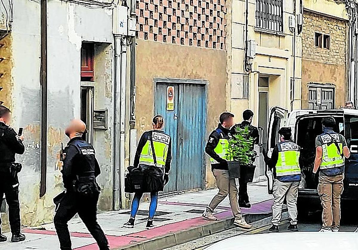 Momento en el que los agentes incautan las plantas.