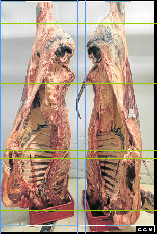 Imagen secundaria 2 - La explotación de la familia Heras exhibe a la entrada los premios obtenidos por sus excepcionales ejemplares de raza Limusin. Abajo, Carlos Gómez Valcárcel (Tino) con los chuleteros y otros cortes en su carnicería de la calle Fika.