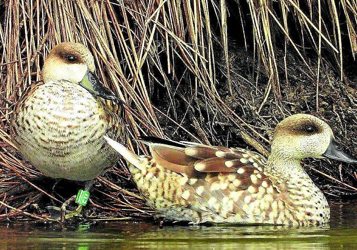 Una de las parejas bajo control.