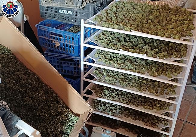 Detalle de los cogollos incautados en las plantaciones.