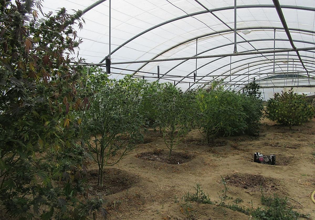 Vista de una de las plantaciones desmanteladas.