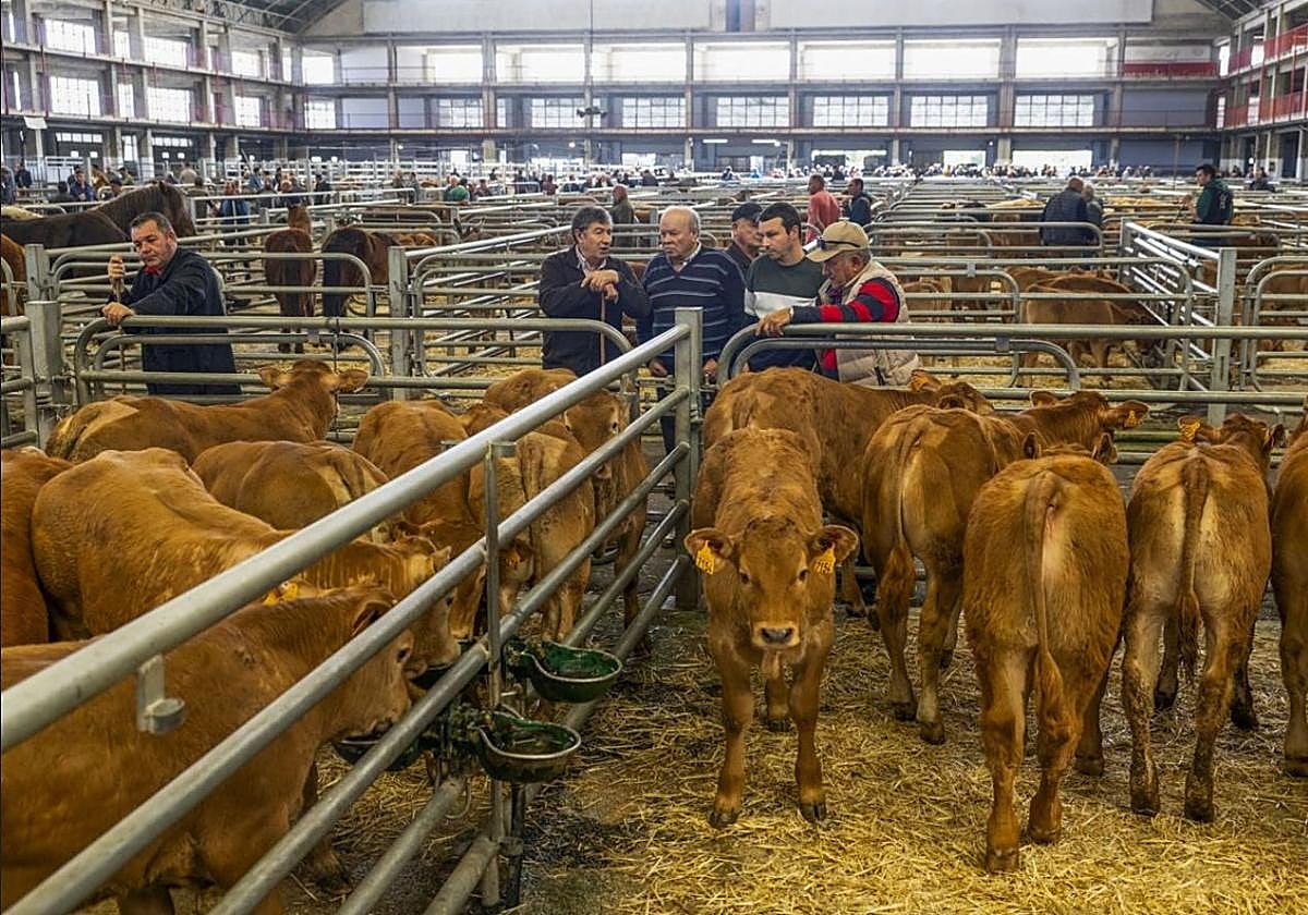 Unos ganaderos observan a los terneros en el ferial de Torrelavega, durante el pasado mes de agosto.