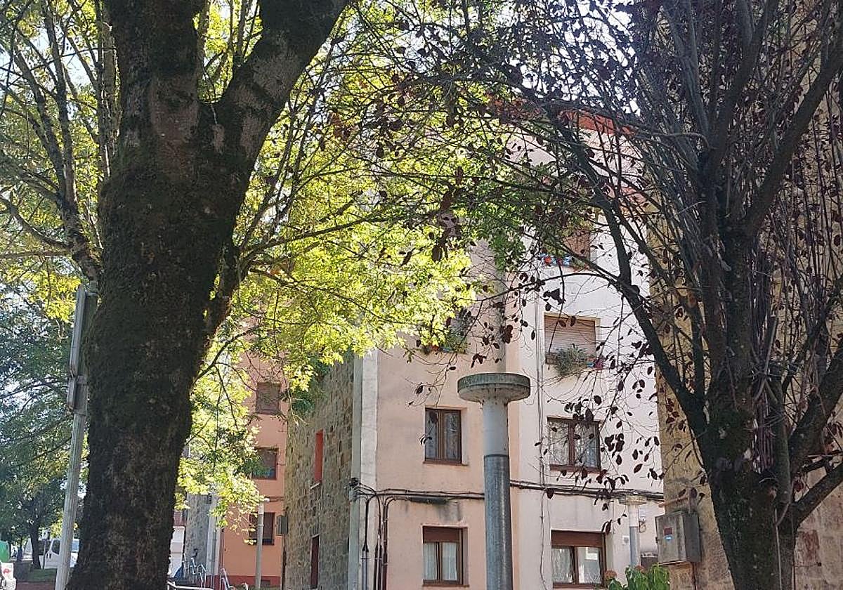 El estudio ha sido realizado por un técnico especialista en arbolado urbano perteneciente a una empresa contratada específicamente para esta labor