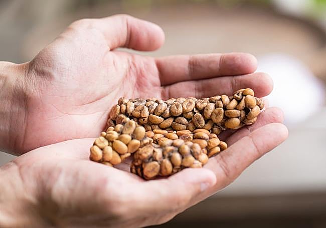 Granos del café recolectados de las deposiciones.