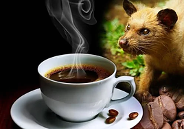 Un kilo del café Kopi Luwak puede superar los 1.000 euros.