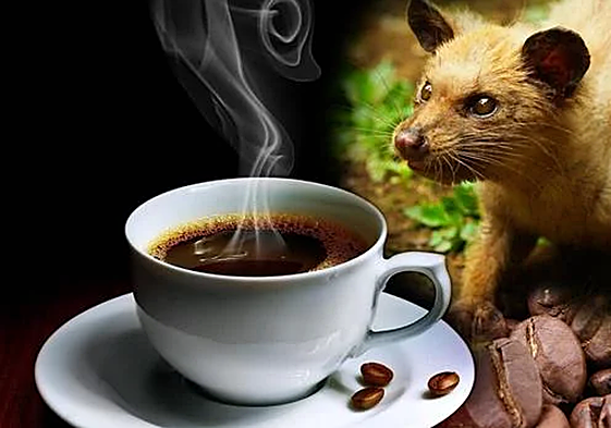 Un kilo del café Kopi Luwak puede superar los 1.000 euros.
