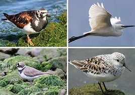 Un hombre contempla las nuevas promociones junto al Canal