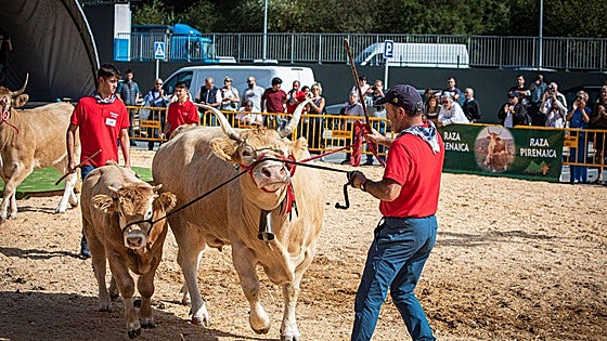 Euskadi suspende todas las ferias ganaderas por la amenaza de la dermatosis