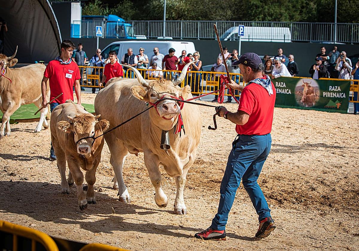 Euskadi suspende todas las ferias ganaderas por la amenaza de la dermatosis