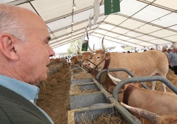 ¿Qué ferias ganaderas se ven afectadas por la suspensión por la dermatosis nodular contagiosa en Bizkaia?