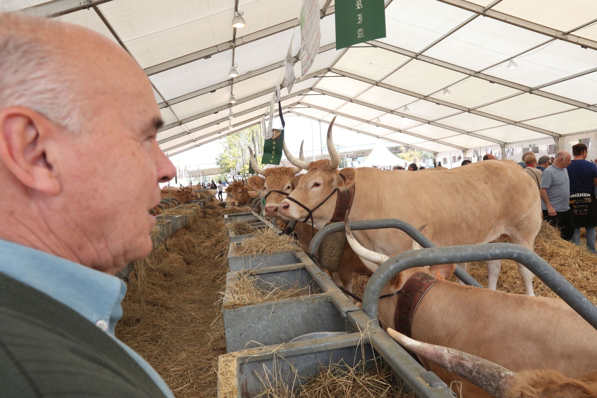 ¿Qué ferias ganaderas se ven afectadas por la suspensión por la dermatosis nodular contagiosa en Bizkaia?
