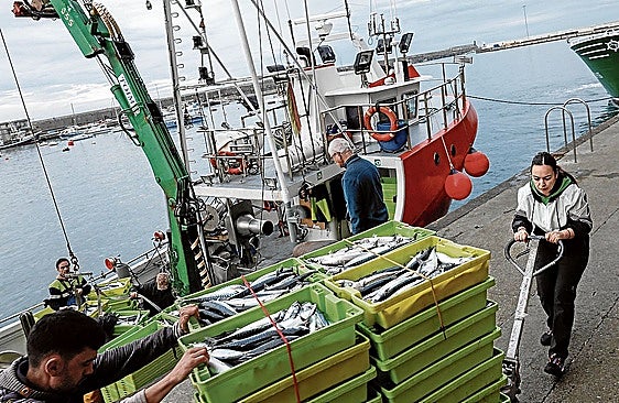 Las descargas de verdel en el puerto de Bermeo este año han sido muy escasas.