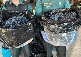 Investigan a cuatro vecinos de Basauri y Lemoa por el robo de media tonelada de uvas en La Rioja