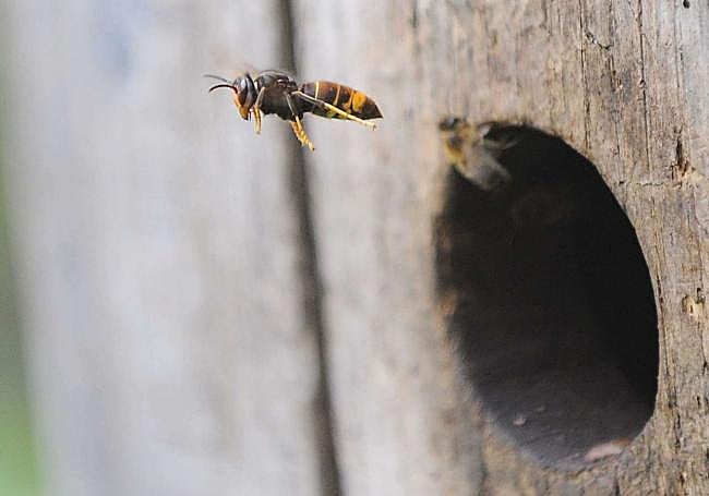 Las avispas asiáticas doblan en tamaño a las otras especies de la Península.