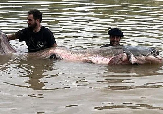 Capturan en Navarra el siluro más grande pescado en España