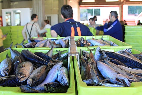 Las descargas de verdel de la última costera han sido las peores de la década.