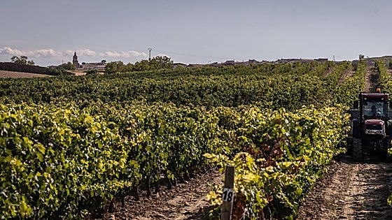 La Justicia desestima el recurso de ABRA contra la exclusividad de producción de Rioja