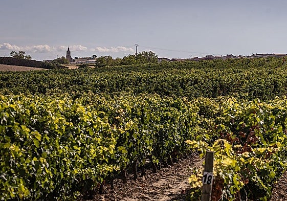 Imagen de la vendimia recién terminada.