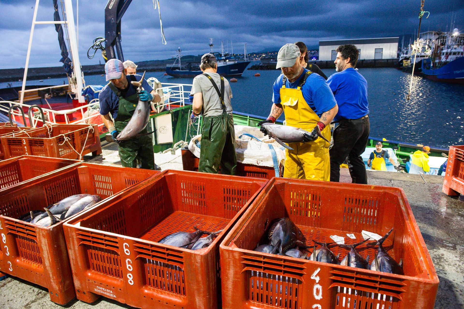 Las descargas del bonito del norte han sido más escalanodas este verano.