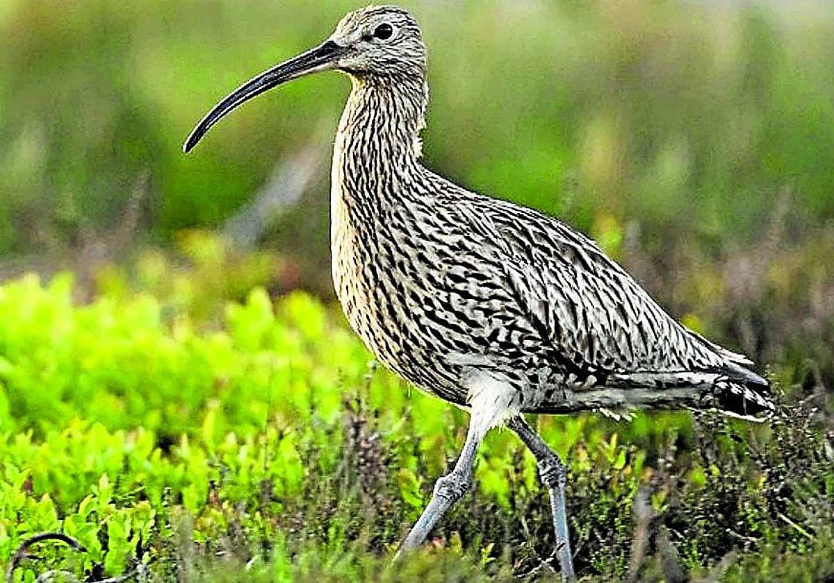 El primer pájaro que se extingue en Europa este siglo