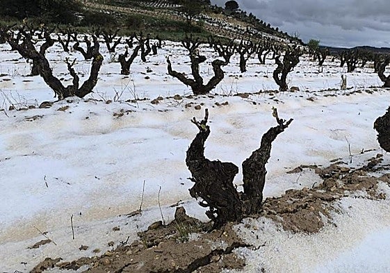 Daños en el viñedo de Rioja Alavesa tras la tormenta del pasado mes de julio.