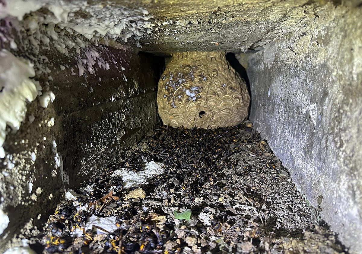 Retiran un nido con 850 avispas asiáticas del cementerio de Barakaldo