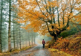 Rutas para disfrutar del color del otoño en los parques naturales vascos