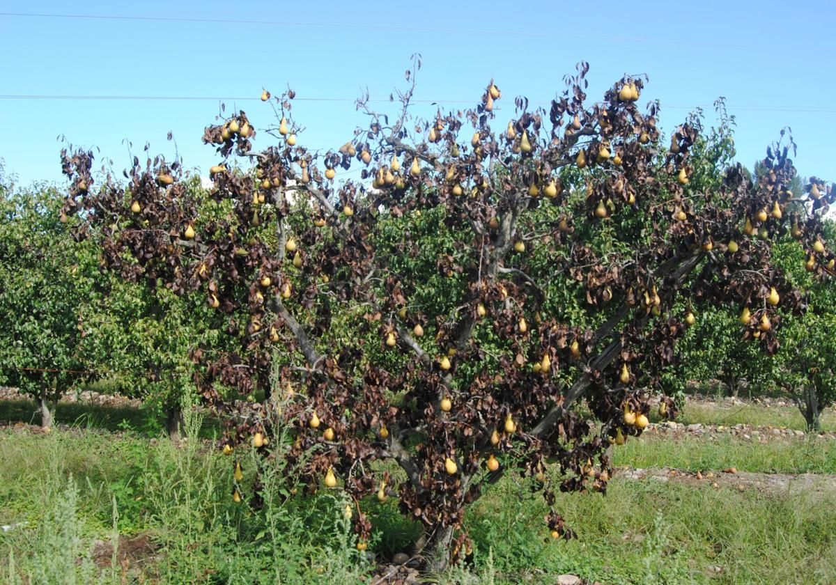 La enfermedad recibe este nombre por el estado en el que deja a los árboles, que parecen quemados
