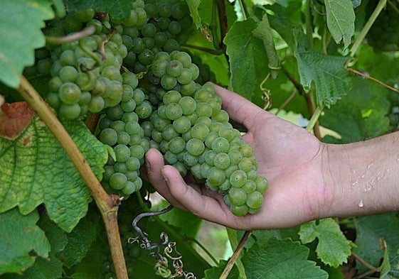 La vendimia cierra con un 22% más de producción que el año pasado.