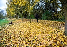 ¿Por qué el otoño es tan ventoso?