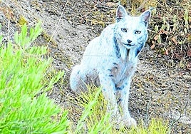 Imagen de 'Satureja', captada en una sierra de Jaén.