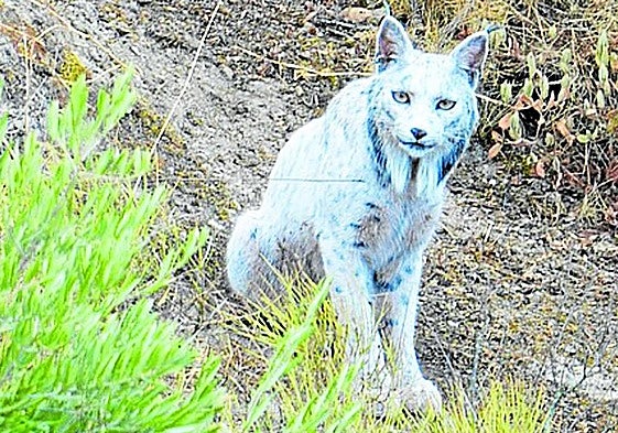 Imagen de 'Satureja', captada en una sierra de Jaén.