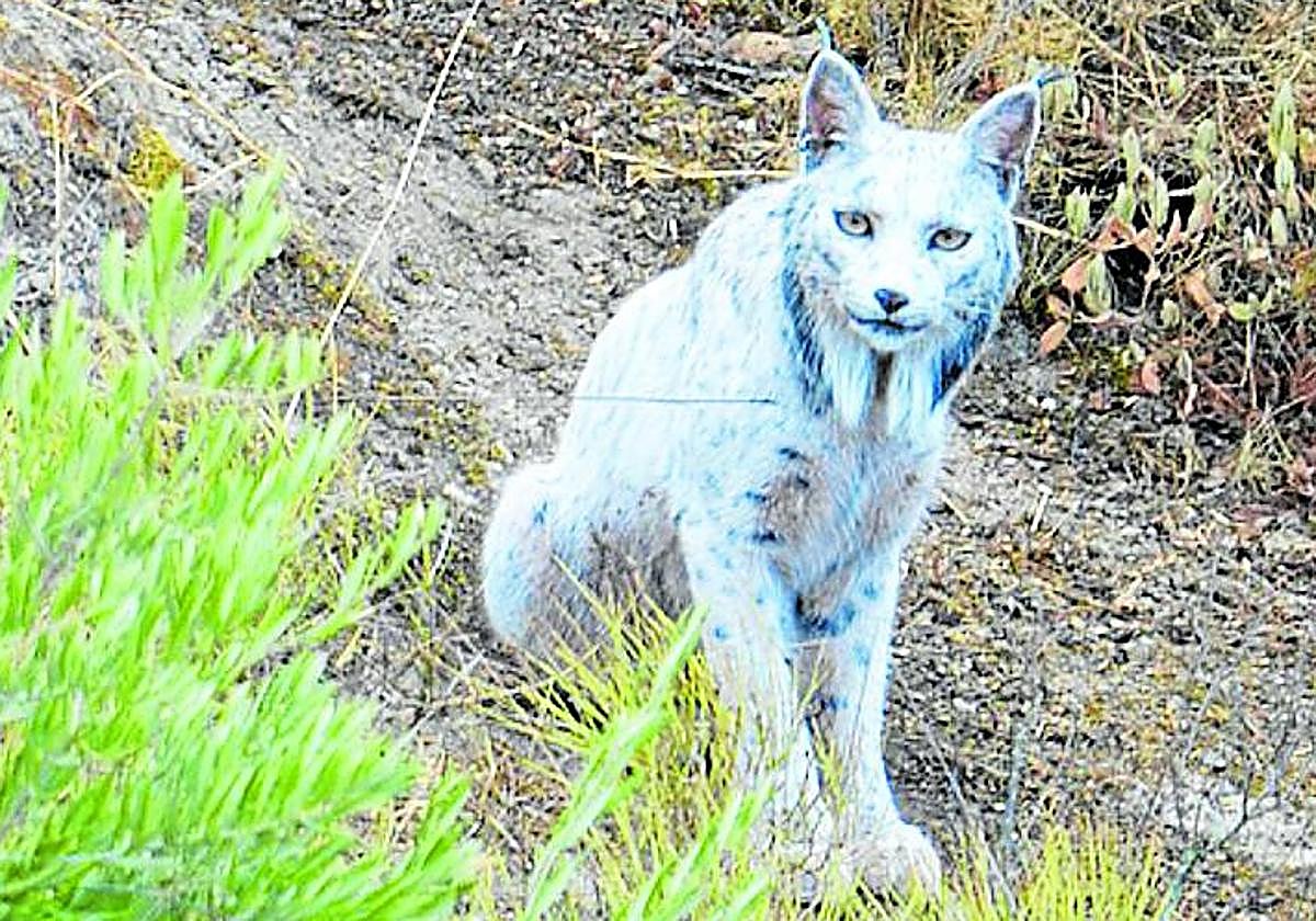 Imagen de 'Satureja', captada en una sierra de Jaén.