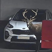 El animal en el interior del aparcamiento.