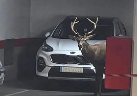 El animal en el interior del aparcamiento.