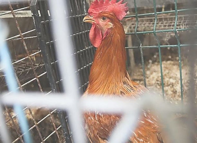 Estos son los pueblos de Las Merindades obligados a confinar sus aves de corral por la gripe aviar