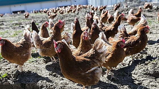 Las diputaciones vascas ven «prematura» la decisión del Ministerio de confinar a las aves ante la alerta de la gripe aviar