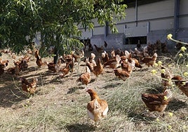 Granja de gallinas en Garai.