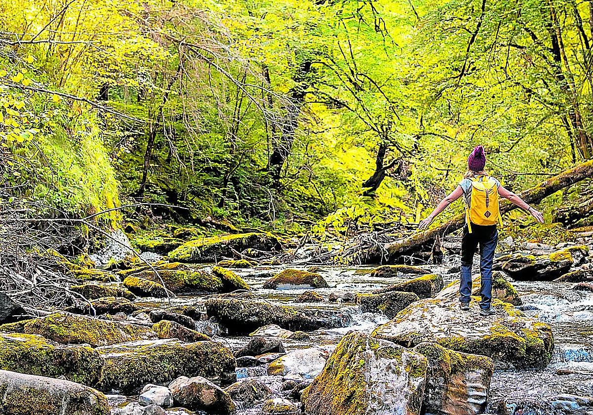 El agua limpia discurre por Irati entre el verde musgo aposentado al pie de los árboles.